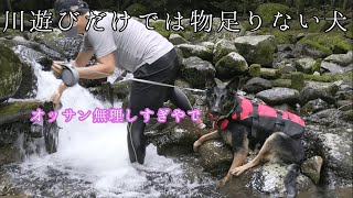 【ジャーマンシェパード】川遊びだけでは物足りない犬【German Shepherd Dog】A Dog Not Satisfied Just With Swimming In The River