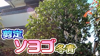 【植木】ソヨゴの剪定【やきち流】