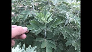 Wormwood, a traditional herbal medicine, has many uses in life.艾草，一种传统草药，生活中用处真不少。