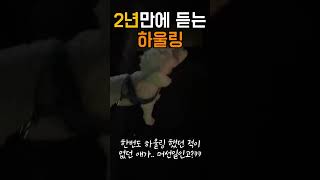 【시아】 2년만에 듣는 하울링