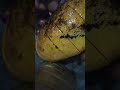 Mango cutting ✂️ varal video