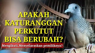 Katuranggan perkutut bisa berubah-ubah !!!??? @perkututklangenanchannel7514