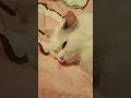 This is a 3 second song 🎵 #catlover #trending |Btw,this is my cat 😺