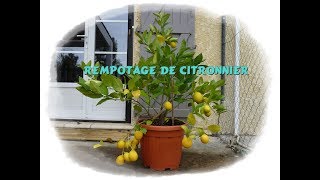 Comment rempoter un citronnier - Monjardindansleslandes