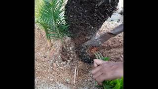 Cycas Revoluta (Pemindahan Anak)