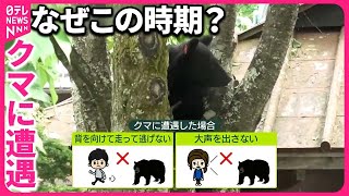 【クマに遭遇】取材班カメラが日光の「クマ」とらえる  目撃相次ぎケガ人も