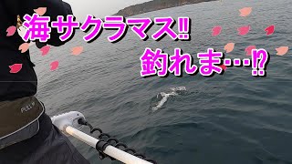 【岩手県 宮古市 宮古湾】海サクラマスジギング‼今年は釣れま…⁉