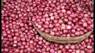 Onion Farming in Taveta (Twiga Foods)