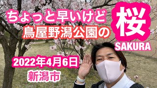 2022年4月6日 鳥屋野潟公園の桜の開花状況 まだちょっと早いけど…新潟市中央区