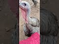 Turkey & naked neck hen #shorts #turkey #hen