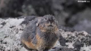 岩場動き回る　黒いエゾナキウサギ…北海道