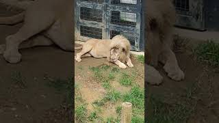 間雨★⑤ホワイトライオン・白獅子・リズムちゃん・セラムくん★White_Lion・・・沖縄こどもの国・Okinawa Zoo \u0026 Museum(20220530)