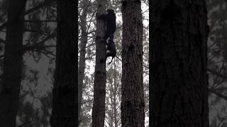 Brave Dog Takes on Fierce Bear in Epic Tree Chase!