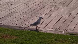 Silver Gulls