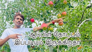 ஆப்பிள் தோட்டம் / Apple Orchard / apple gardeen