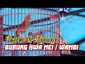 PESONA KICAUAN BURUNG HWA MEI