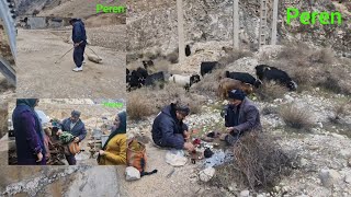 Mohammad Taqi and his father going with sheep and collecting mountain plants