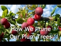 How to Prune Fruit Trees (Plums)