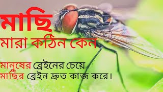 মাছির চোখ কয়টি এবং মাছি কেন এতো চালাক হয় ।দেখুন বৈজ্ঞানিক ব্যাখ্যা  Why Is It So Hard to kill a Fly?