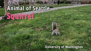 【シアトルの動物】リス/【Animal of Seattle】squirrel