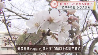 気象台が「桜の開花」発表…静岡市には桜が見ごろのポイントも　「シラス漁」に「彼岸の中日」…3連休最終日の静岡県