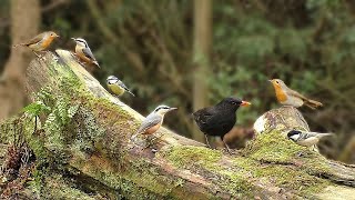 Movie for Cats - Woodland Bird Fun