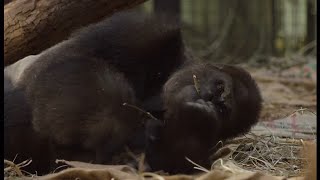 Kiburi the gorilla finds new home at London Zoo - to help conserve the species (UK)