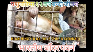 Viral Monkey In Pashupatinath Temple  | Indian Monkey In Jail For 12 Years In Kathmandu #viralmonkey