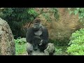 ハオコ 29歳の誕生会ともう一つのハオコファミリー（haoko 29th birthday party and another haoko family）　上野動物園　ゴリラ　202208