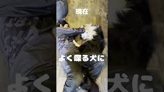 愛犬の赤ちゃんの頃と今を比較したら成長に涙が止まらない… #ボーダーコリー #bordercollie #dog#ボーダーコリーのまろ #犬 #かわいい犬 #ショート #shorts