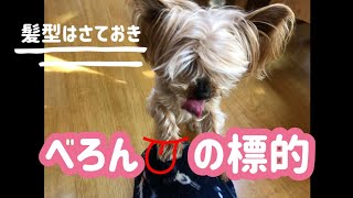 【ヨークシャーテリア】出てきた舌の行き先は果たして…！