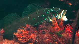 ケルプグリーンリング　Kelp greenling　Hexagrammos decagrammus