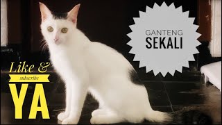 Begini kelakuan kucing dirumah dipagi hari