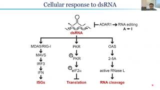 Adenovirus prevents sensing of dsRNA by promoting efficient splicing of viral transcripts