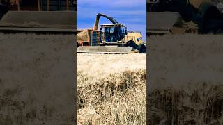 New holland FR 550 doing some crop silage.    #newhollandagriculture #silage