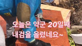 (21.2.15)봄벌깨우고 3주차 내검(약군)