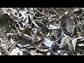 Northern Tree Snake foraging in the leaf litter, Ella Bay National Park.