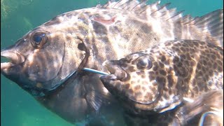 【Great excitement】Two fun days of spearfishing.【Subtitled video】