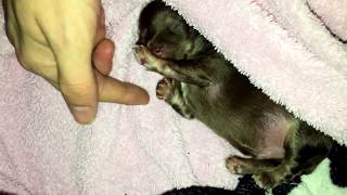 CHIHUAHUA CUTIES - PUPPY TRYING TO PLAY BEFORE HIS EYES ARE OPEN! ADORABLE TINY BABY!