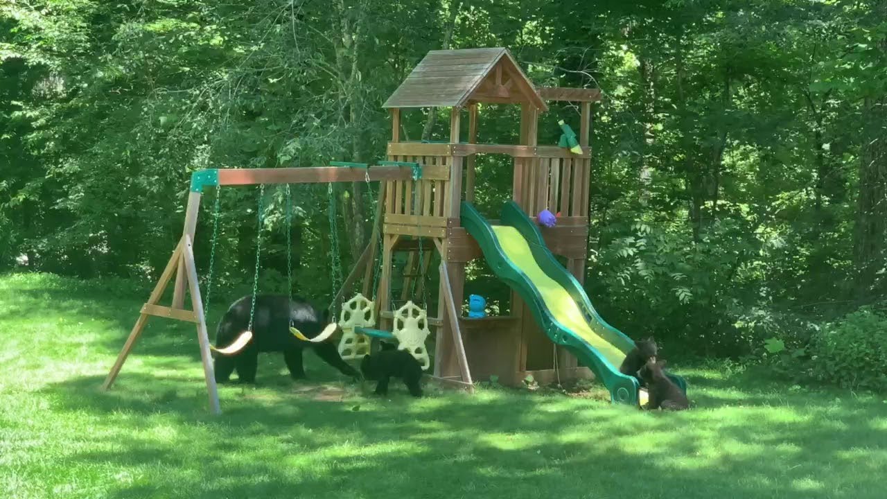 Family Of Bears Having Some Playground Fun || ViralHog - YouTube