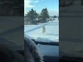 dog sees alpaca and goes crazy shorts