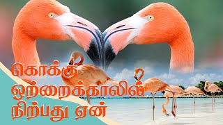 கொக்கு ஒற்றை காலில் நிற்பது ஏன்? | Nature Documentary | Crane