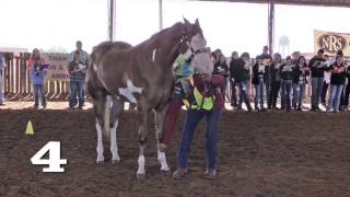 Horse Judging - 2 \u0026 3 Year Old Geldings