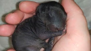 The man thought he found a puppy dog in the forest, a year later he was shocked to see who it was