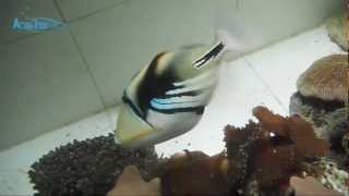 Picasso triggerfish (Rhinecanthus aculeatus) || AquaFishViet.com