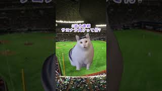 [プロ野球]松井監督解任!今年の西武ライオンズが悲惨すぎる... #猫ミーム #catmemes #野球 #松井稼頭央  #プロ野球 #cat #埼玉西武ライオンズ #福岡ソフトバンクホークス