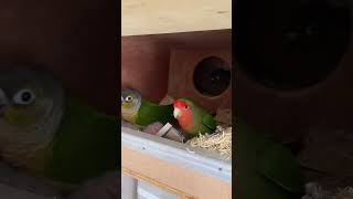 我が家のウロコ雛はコザクラどむくんが育てます#shorts#ウロコインコ#コザクラインコ