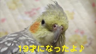 コナミが１９才になったよ！　オカメインコ