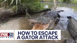 What to do when you come face-to-face with an alligator: Expert offers these tips