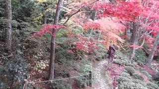 石の寺　教林坊の紅葉